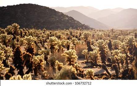 Cholla Cactus Garden