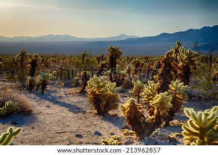 Cholla Cactus Garden in the early morning light. Joshua Tree National Park, California
