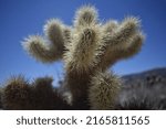 cholla cactus garden at joshua tree national park