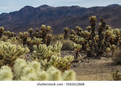 The cholla cactus garden in Joshua Tree, CA