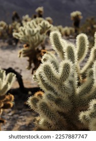 Cholla Cactus Garden, Joshua Tree National Park, California, USA