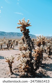 Cholla cactus garden in Joshua Tree National Park