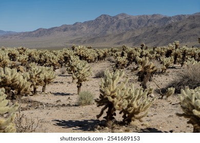 Cholla Cactus Garden at Joshua Tree National Park.