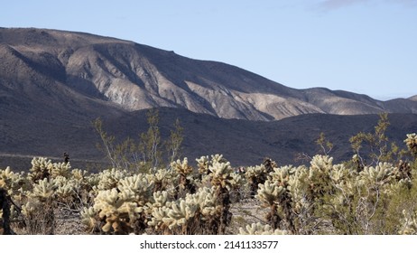 Cholla Cactus Garden And Mountains