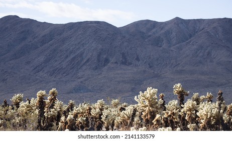 Cholla Cactus Garden And Mountains