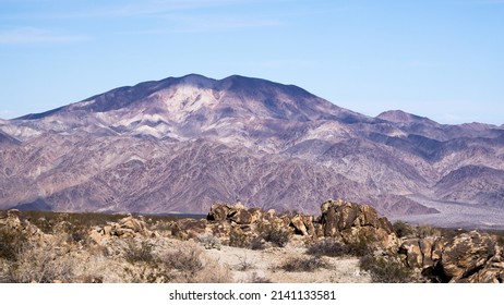 Cholla Cactus Garden And Mountains