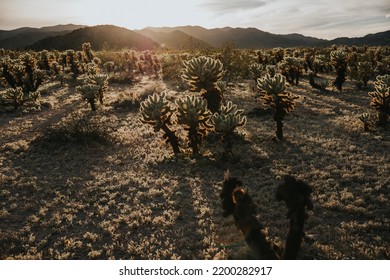 Cholla Cactus Garden In Spring