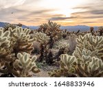Cholla Cactus Garden at sunrise, Joshua Tree National Park, California