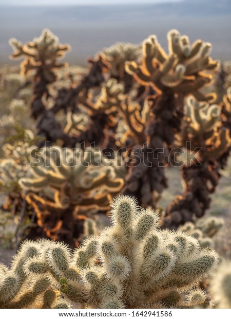 Cholla Cactus Garden at sunrise, Joshua Tree
National Park,
California