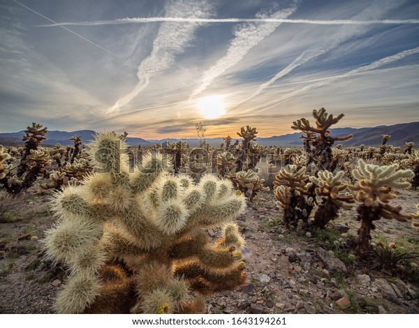 Cholla Cactus Garden at sunrise, Joshua Tree\
National Park,\
California