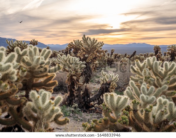 Cholla Cactus Garden at sunrise, Joshua Tree\
National Park,\
California