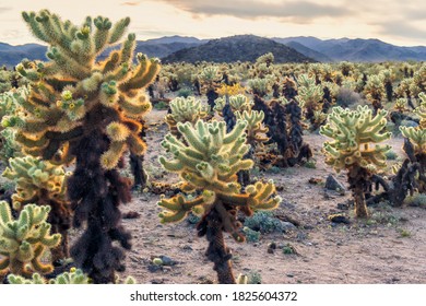 Cholla Cactus Garden at sunset, Joshua Tree National Park, California - Powered by Shutterstock