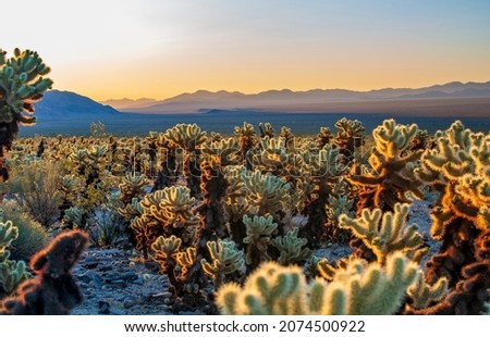Cholla Cactus Garden Trail, Joshua Tree National Park, USA