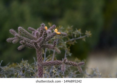 Cholla Cactus Gila National Forest New Mexico