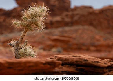 Cholla Cactus At Gold Butte