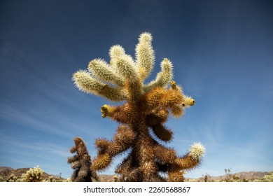 Cholla Cactus in Joshua Tree National Park