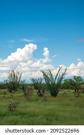 Cholla Cactus and Ocotillos on green grass with blue cloudy sky, Southern Arizona landscape, vertical image. 