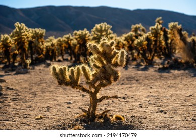 Cholla cactus in Southern California desert blurred background