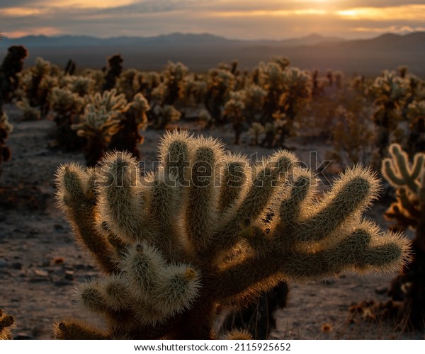 Cholla Cactus at sunrise\
in the desert