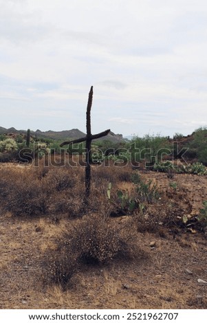 Cholla cactus uniquely shaped like a cross in dramatic backdrop of Superstition Mtns, Az. The dramatic shape evokes a sense of spiritual connection to nature.