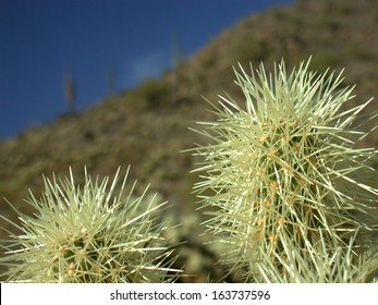 Cholla closeup with hillside in background