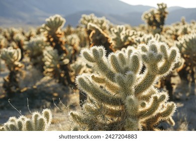 Chollas Cactus field in the desert of the Joshua Tree National Park.