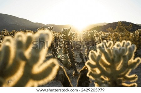 Chollas Cactus field in the desert of the Joshua Tree National Park.