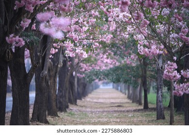 Chompoo pantip or Pink trumpet trees (Tabebuia rosea) are blooming on summer season at Kamphaeng Saen Campus, Kasetsart University.
Nakhon Prathom province,Thailand  - Powered by Shutterstock