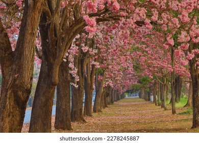 Chompoo pantip or Pink trumpet trees (Tabebuia rosea) are blooming on summer season at Kamphaeng Saen Campus, Kasetsart University.
Nakhon Prathom province,Thailand  - Shutterstock ID 2278245887