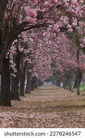 Chompoo pantip or Pink trumpet trees (Tabebuia rosea) are blooming on summer season at Kamphaeng Saen Campus, Kasetsart University.
Nakhon Prathom province,Thailand  - Shutterstock ID 2278246547
