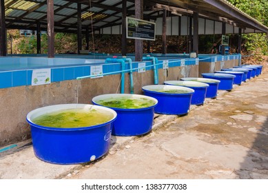 CHONBURI,THAILAND - JANUARY 28,2018 ; Row Of Blue Plastic Water Bucket With Seaweed.Seaweed Farming For Feeding Sea Turtle In Sea Turtle Conservation Center Royal Thai Navy Museum.