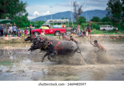 Buffalo Racing Chonburi Stock & Vectors | Shutterstock