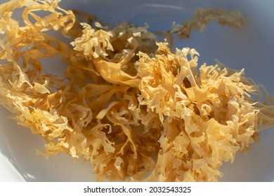 sea moss images stock photos vectors shutterstock