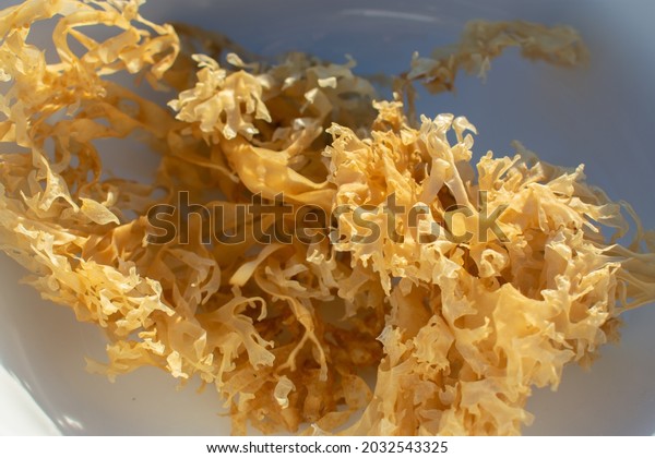 Chondrus Crispus, Golden\
Irish Sea Moss