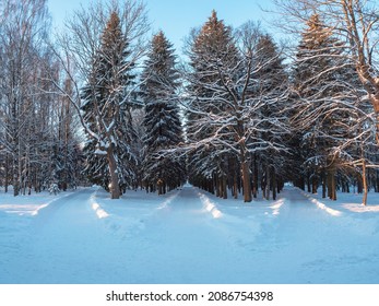 Choosing A Path. Three Roads In The Winter Park. The Junction, Three Forest Roads Converge Into One.