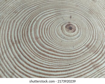 Chop Cut Tree Contour Lines Impression Circles Life History Story Timeline Ancient Traces Path Ways Life Concept Background 