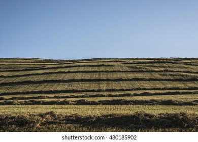 chopped alfalfa fields