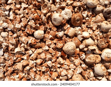 Chopped areca nuts to be used in betel quid