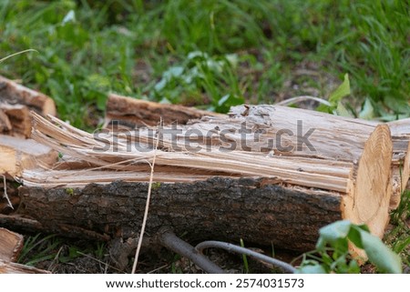 Chopped firewood and split tree logs lying on the grass, showing fresh cuts and natural bark texture.