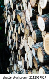 Chopped Firewood Stacked, Winter Preparation