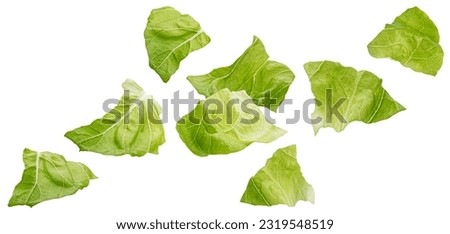 Chopped Iceberg lettuce leaves isolated on white background