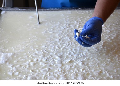 Chopped Milk Curd To Remove The Whey. Cheese Making.