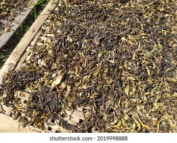chopped tobacco ready to dry placed on a woven bamboo
