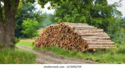 Chopped Tree Logs Piled In A Forest. Collecting Big Dry Stumps Of Timber And Split Hardwood Material For Firewood And The Lumber Industry. Rustic Landscape With Deforestation And Felling In The Woods