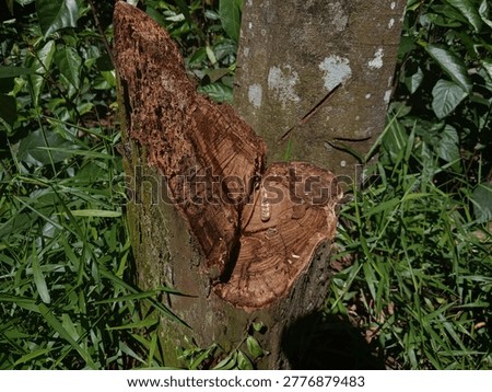 Chopped Tree Stump with Rough Broken Wood in Forest