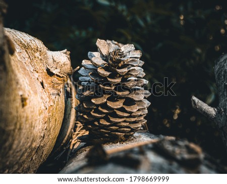 Chopped wood, with cone pines.