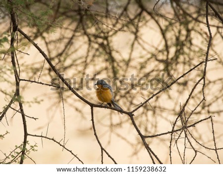 Chorister Robin Chat, ( Cossypha dichroa ), perched on tree branch looking left, orange brest very visible and grey feathers on head. Tarangire National Park, Tanzania, Africa