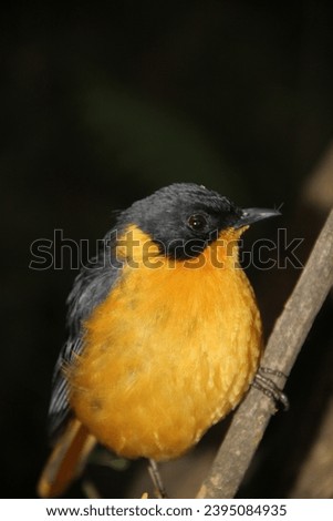 Chorister Robin-Chat Bird In Drakensberg South Africa 