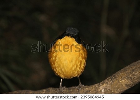 Chorister Robin-Chat Bird In Drakensberg South Africa 