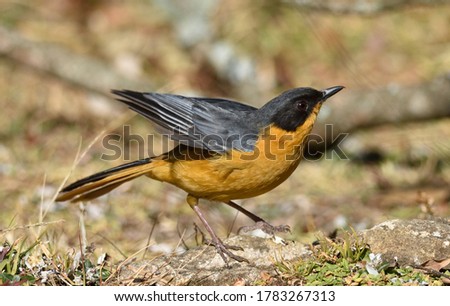 Chorister Robin-Chat, Cossypha dichroa, bird